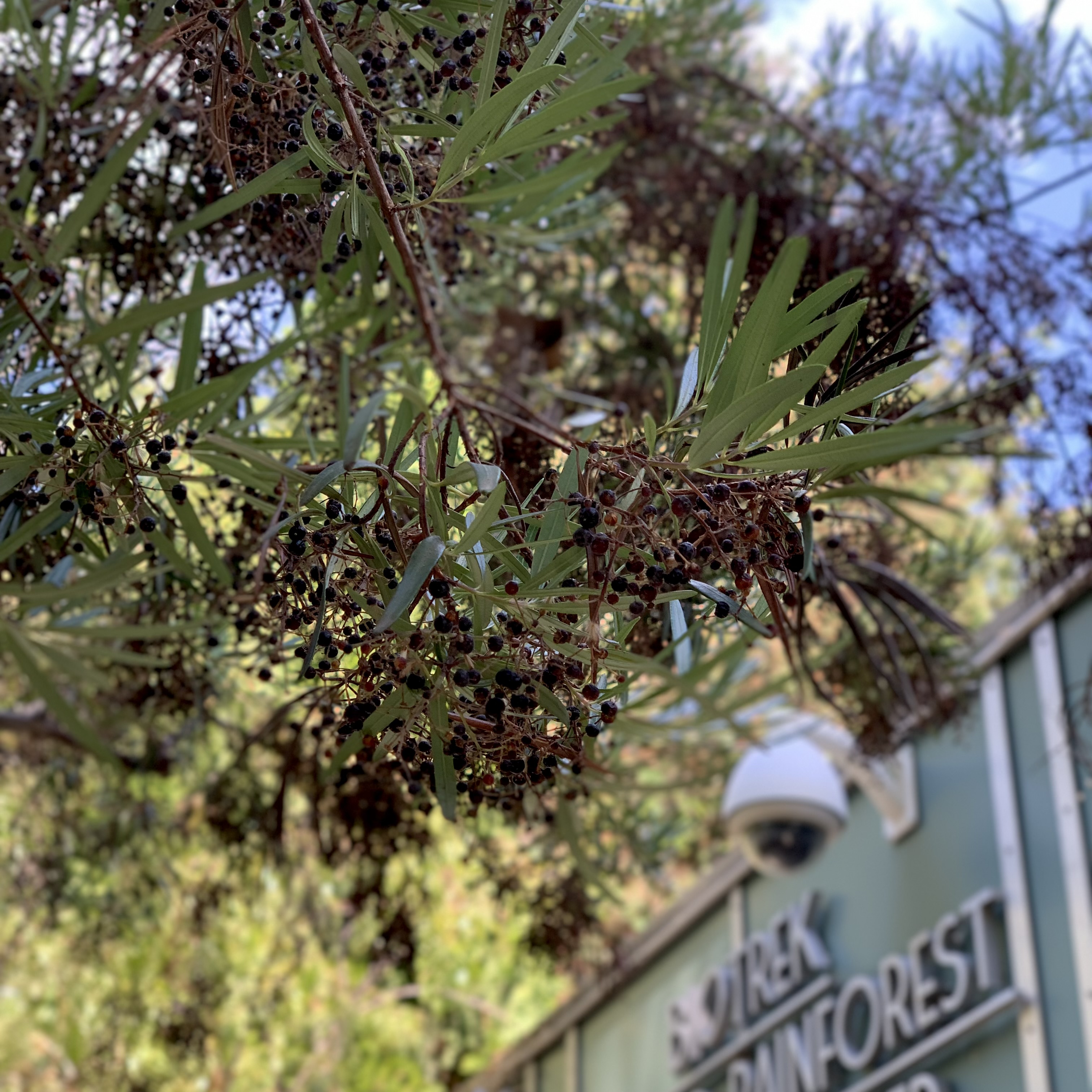 Photo pf baja california birdbush